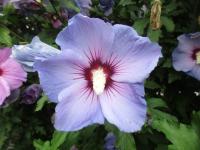 Ibišek syrský (Hibiscus syriacus)