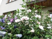 Ibišek syrský (Hibiscus syriacus)