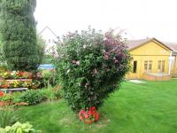 Ibišek syrský (Hibiscus syriacus)