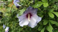 Ibišek syrský (Hibiscus syriacus)