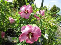 Ibišek syrský (Hibiscus syriacus)