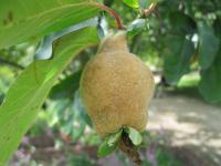 Kdouloň obecná (Cydonia oblonga)