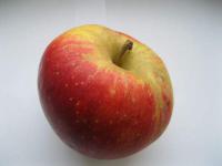 Jabloň domácí 'Šampion' (Malus domestica)