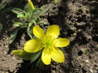 Talovín zimní (Eranthis hyemalis)