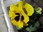 Maceška zahradní (Viola x wittrockiana)