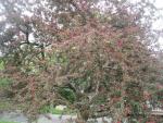 Jabloň nachová (Malus purpurea)