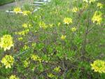Pěnišník žlutý - azalka žlutá (Rhododendron luteum)
