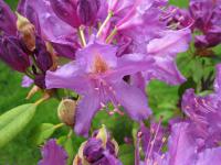 Pěnišník (Rhododendron)