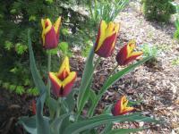 Tulipán 'Gavota' - Triumph tulipány (Tulipa)
