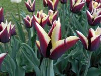 Tulipán 'Gavota' - Triumph tulipány (Tulipa)