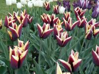 Tulipán 'Gavota' - Triumph tulipány (Tulipa)