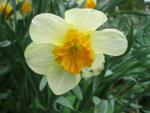 Narcis 'Bully' (Narcissus)