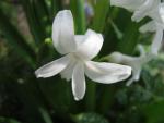 Hyacint východní (Hyacinthus orientalis)