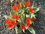 Tulipán zahradní (Tulipa)