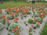 Tulipán zahradní (Tulipa)