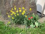 Narcis (Narcissus)