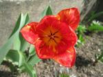 Tulipán zahradní - Triumph tulipány (Tulipa)