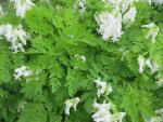 Srdcovka 'Alba' (Dicentra eximia)