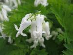 Srdcovka 'Alba' (Dicentra eximia)