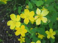 Zákula japonská (Kerria japonica)