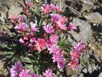 Levisie květnatá (Lewisia cotyledon)