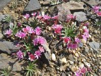 Levisie květnatá (Lewisia cotyledon)