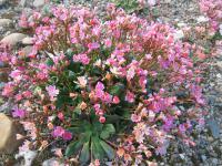 Levisie květnatá (Lewisia cotyledon)