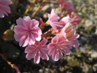 Levisie květnatá (Lewisia cotyledon)
