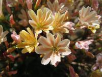 Levisie květnatá (Lewisia cotyledon)
