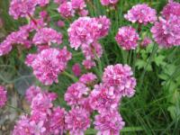 Trávnička přímořská 'Laucheana' (Armeria maritima)
