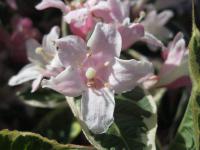 Weigelie růžová 'Nana Variegata'