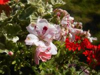 Pelargonie velkokvětá (Pelargonium grandiflorum)