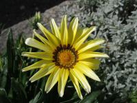 Gazánie zářivá (Gazania rigens)