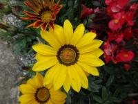 Gazánie zářivá (Gazania rigens)
