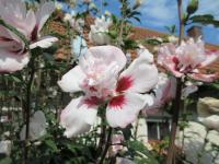 Ibišek syrský (Hibiscus syriacus)