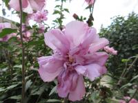 Ibišek syrský (Hibiscus syriacus)