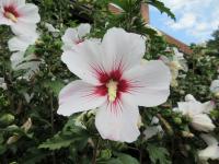 Ibišek syrský (Hibiscus syriacus)