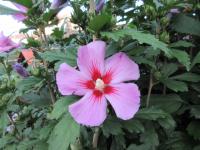 Ibišek syrský (Hibiscus syriacus)