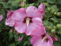 Ibišek syrský (Hibiscus syriacus)