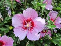 Ibišek syrský (Hibiscus syriacus)