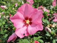 Ibišek syrský (Hibiscus syriacus)
