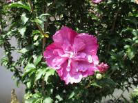 Ibišek syrský (Hibiscus syriacus)
