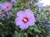 Ibišek syrský (Hibiscus syriacus)