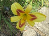 Denivka 'Spectacular' (Hemerocallis)