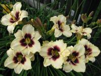 Hemerocallis   'Piano Man'  Taglilie Pflanze