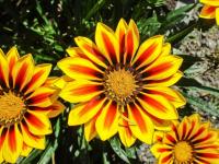 Gazánie zářivá 'Daybreak Red Stripe' (Gazania rigens)