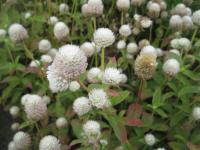 Pestrovka kulovitá 'Buddy White' (Gomphrena globosa)