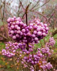 Krásnoplodka japonská 'Heavy Berry' (Callicarpa japonica)