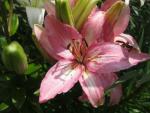 Lilium x hybridum   'Ice Berry'  Lilie Blüten