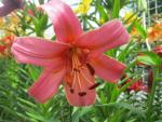 Lilie 'Roter Kalif' - AT hybridy